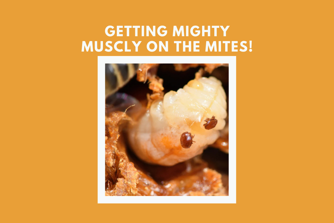 Get Mighty Muscly on the Mites! 🐝💪