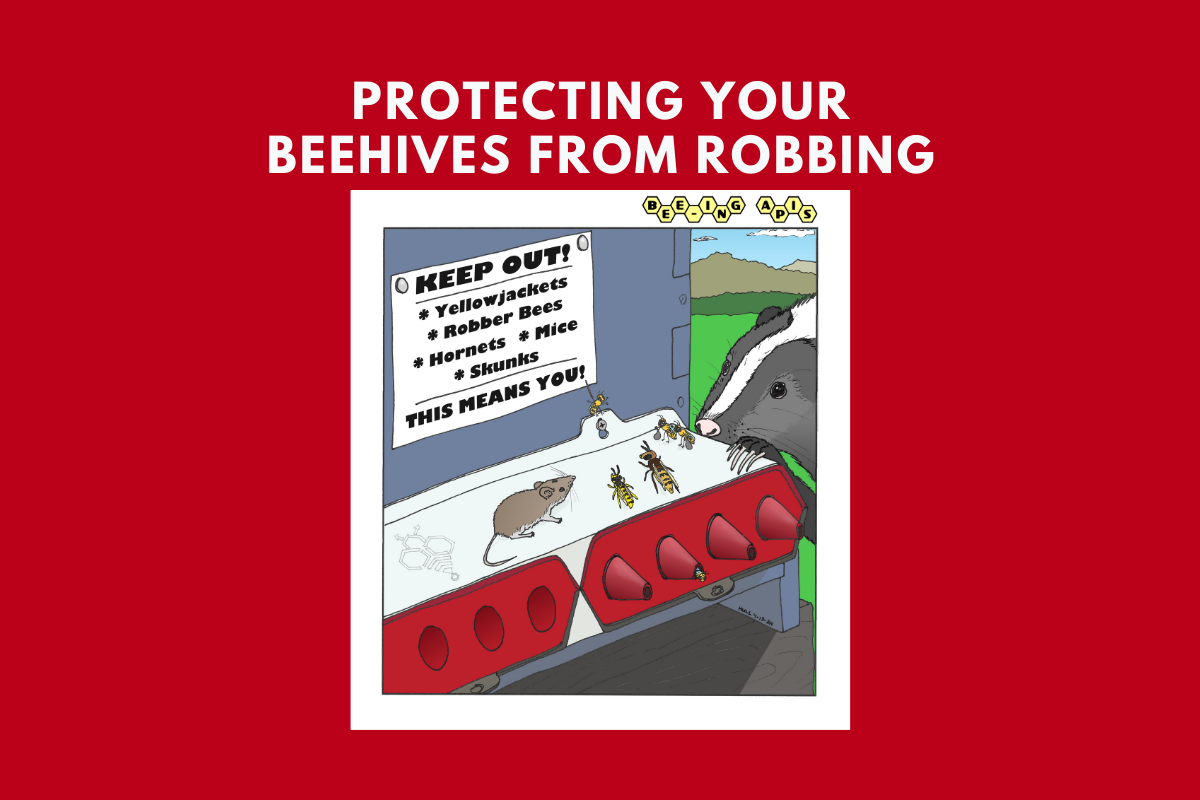 Protecting Your Beehives from Robbing: Essential Strategies and Innovative Solutions