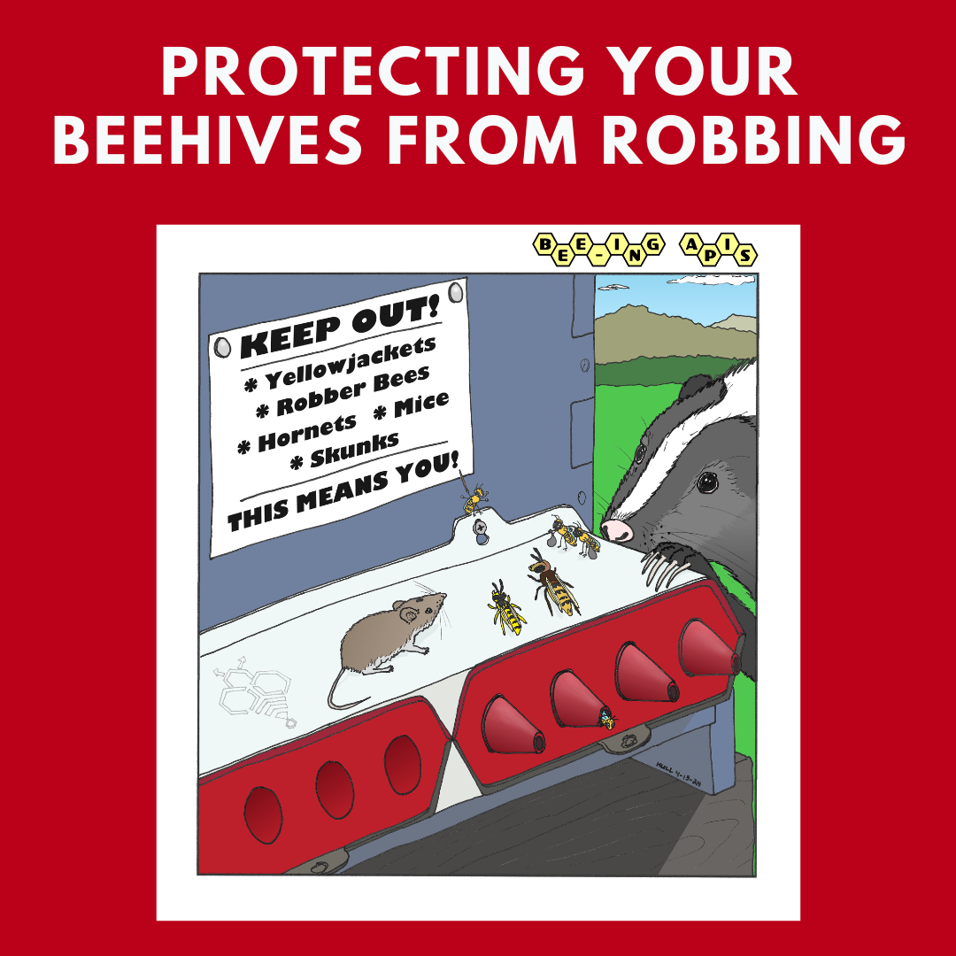 Protecting Your Beehives from Robbing: Essential Strategies and Innovative Solutions