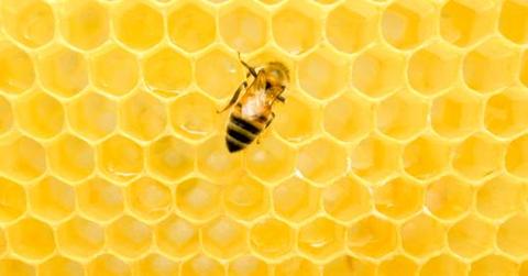Have you ever wondered why honeycomb is a HEXAGON shape?